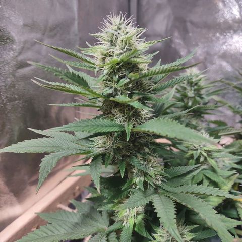 Whitey growlog timeline photo