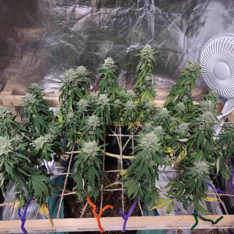Whitey growlog timeline photo