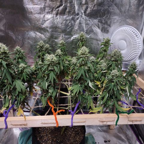 Whitey growlog timeline photo