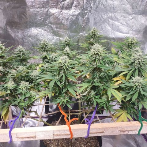 Whitey growlog timeline photo