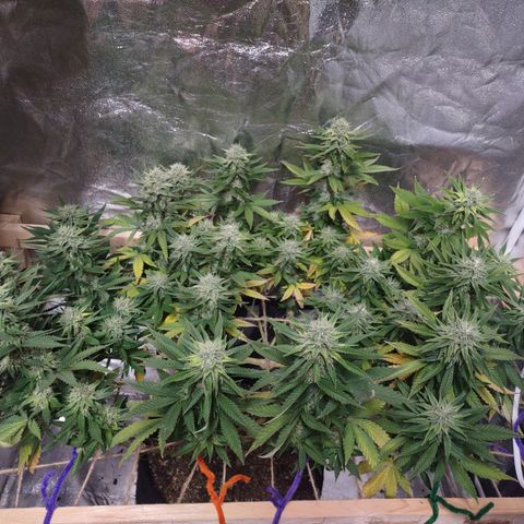 Whitey growlog timeline photo