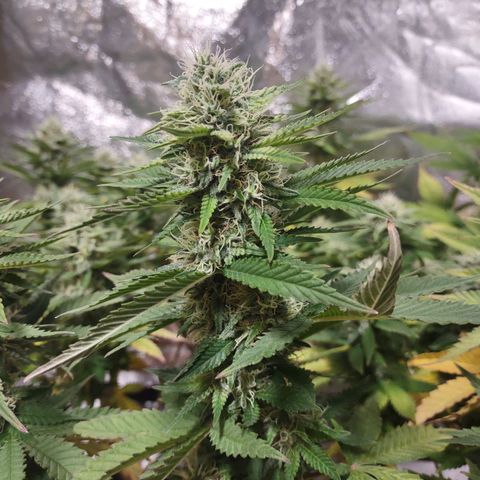 Whitey growlog timeline photo