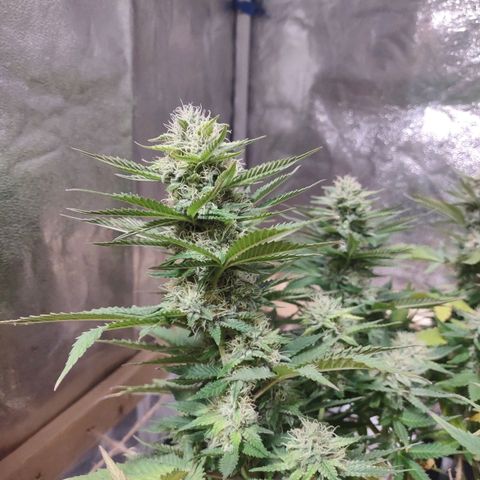 Whitey growlog timeline photo