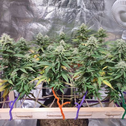 Whitey growlog timeline photo