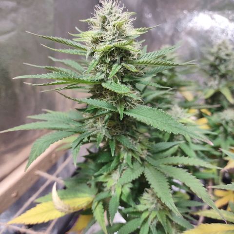 Whitey growlog timeline photo
