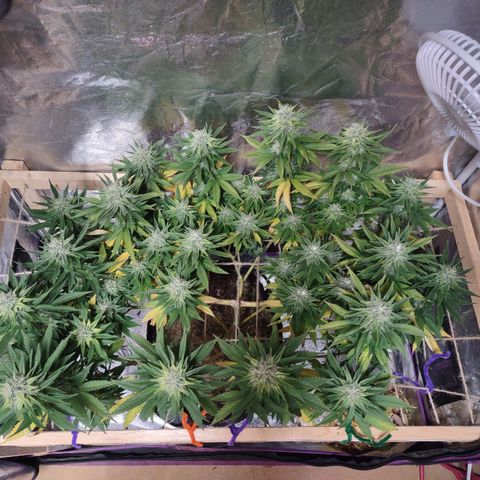 Whitey growlog timeline photo