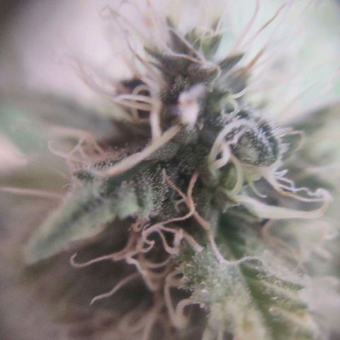 Whitey growlog timeline photo