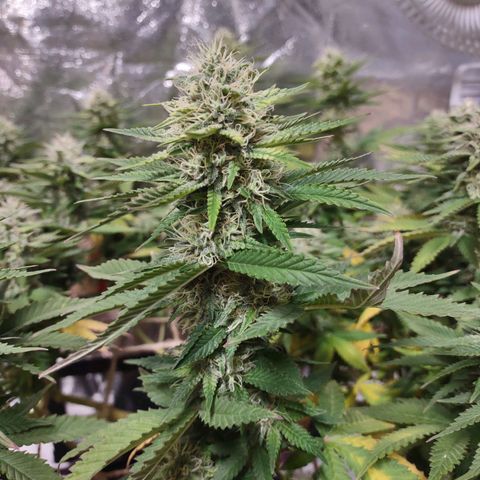 Whitey growlog timeline photo