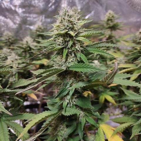 Whitey growlog timeline photo