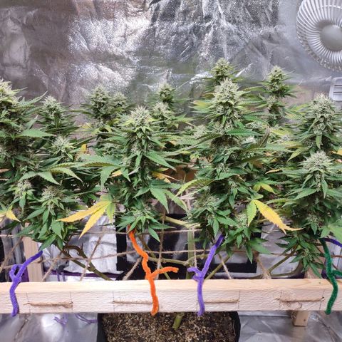 Whitey growlog timeline photo