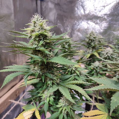 Whitey growlog timeline photo