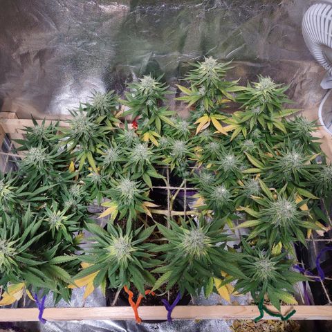 Whitey growlog timeline photo