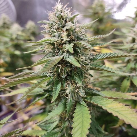 Whitey growlog timeline photo