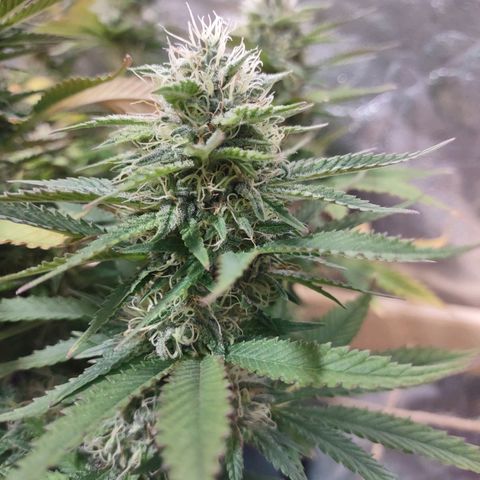 Whitey growlog timeline photo