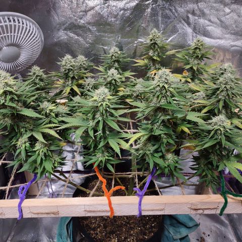 Whitey growlog timeline photo