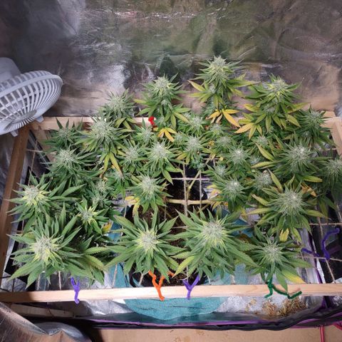 Whitey growlog timeline photo