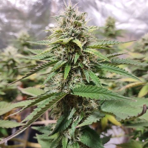 Whitey growlog timeline photo