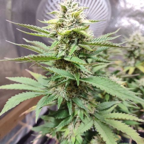Whitey growlog timeline photo