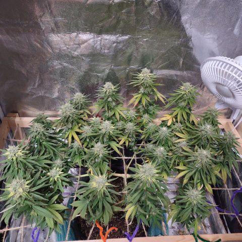 Whitey growlog timeline photo