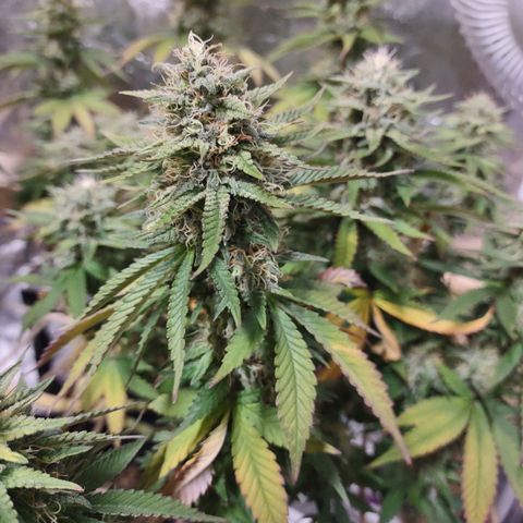 Whitey growlog timeline photo