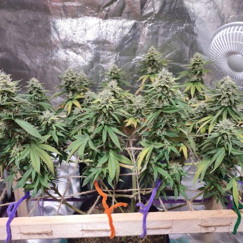 Whitey growlog timeline photo