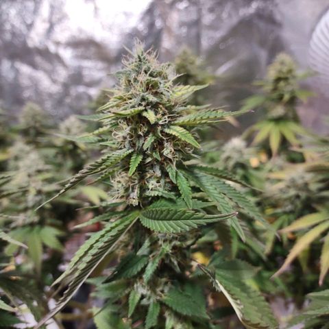 Whitey growlog timeline photo