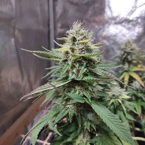 Whitey growlog timeline photo