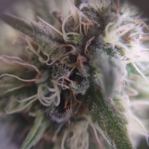 Whitey growlog timeline photo