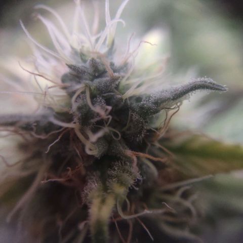 Whitey growlog timeline photo
