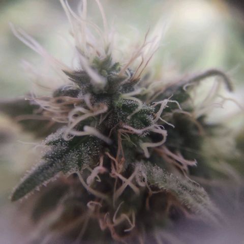 Whitey growlog timeline photo