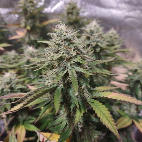 Whitey growlog timeline photo