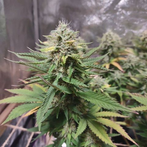 Whitey growlog timeline photo