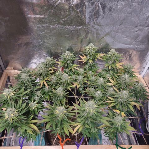 Whitey growlog timeline photo