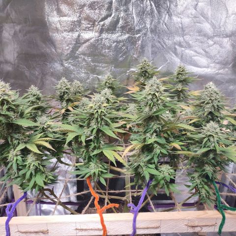 Whitey growlog timeline photo