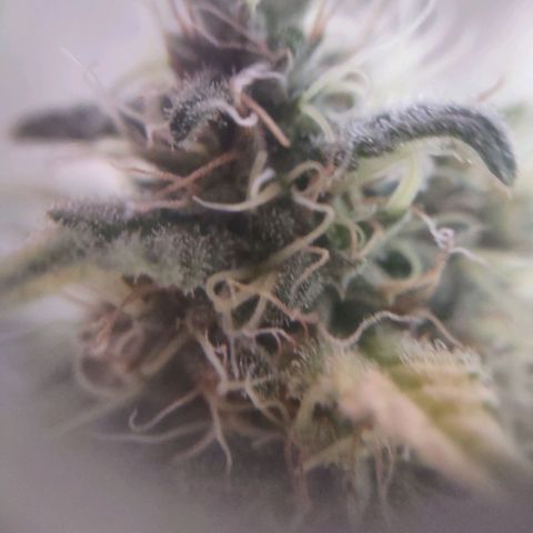 Whitey growlog timeline photo