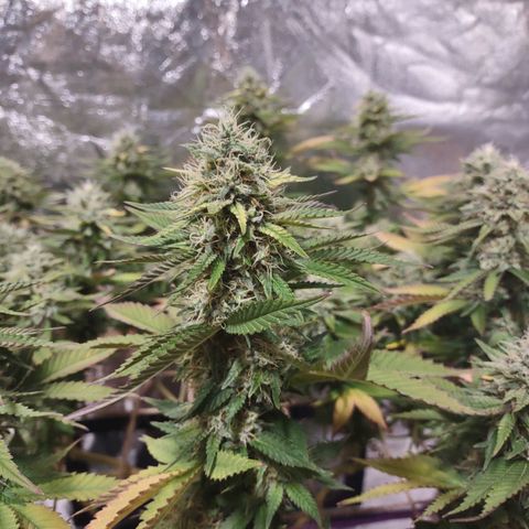 Whitey growlog timeline photo