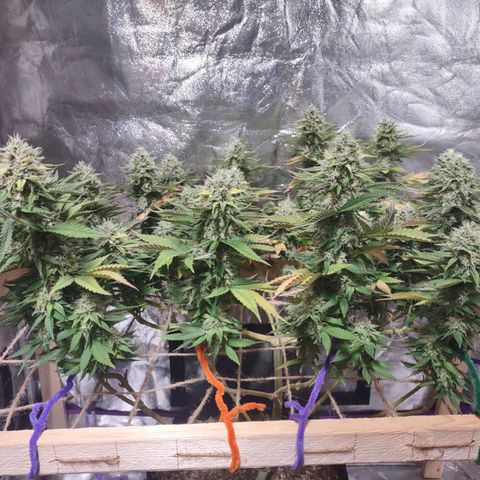 Whitey growlog timeline photo