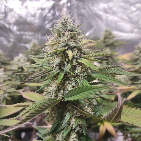 Whitey growlog timeline photo
