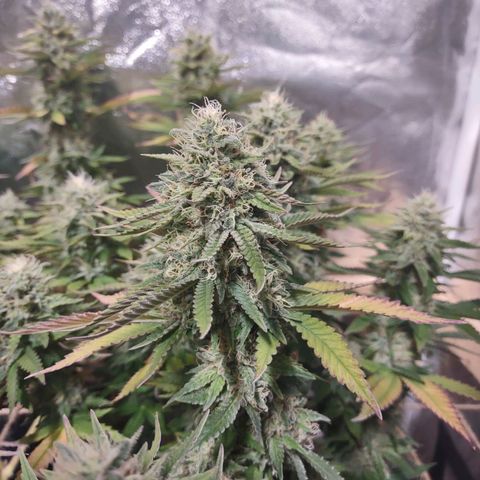 Whitey growlog timeline photo