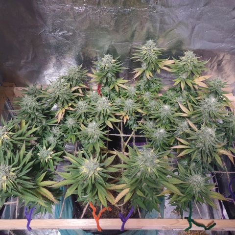 Whitey growlog timeline photo