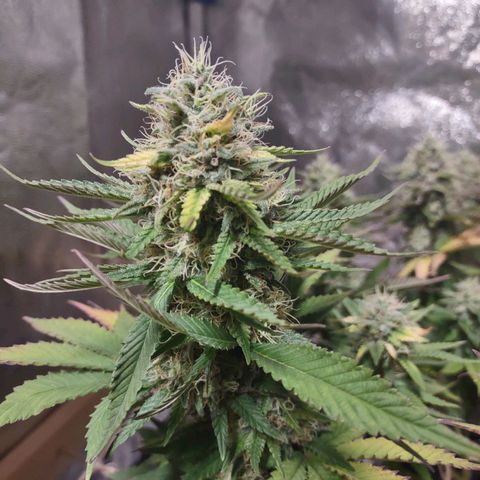 Whitey growlog timeline photo