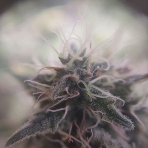 Whitey growlog timeline photo