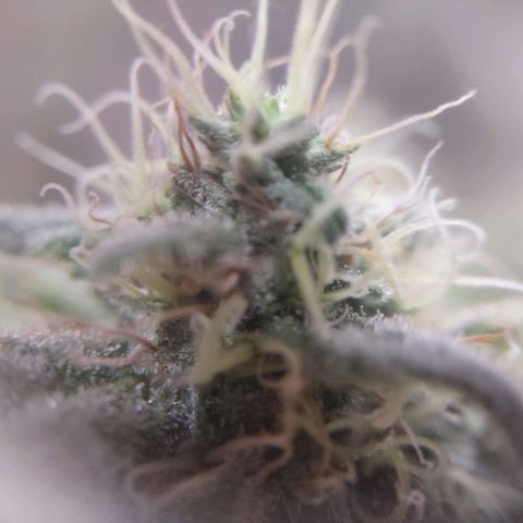 Whitey growlog timeline photo