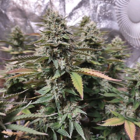 Whitey growlog timeline photo