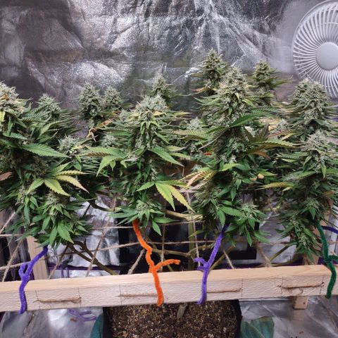 Whitey growlog timeline photo