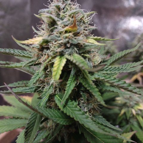 Whitey growlog timeline photo