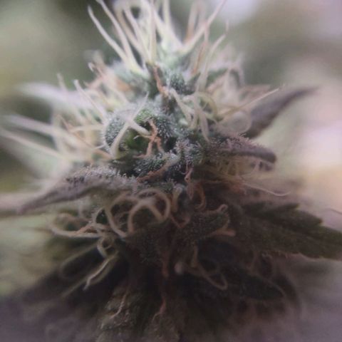 Whitey growlog timeline photo