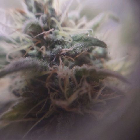 Whitey growlog timeline photo