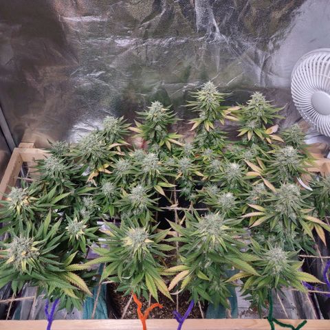 Whitey growlog timeline photo
