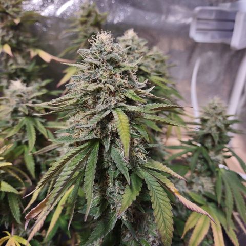 Whitey growlog timeline photo